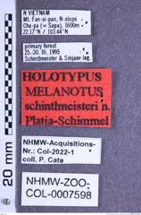 Etiketten zu Melanotus schintlmeisteri (Platia & Schimmel, 2001) (NHMW-ZOO-COL-0007598)